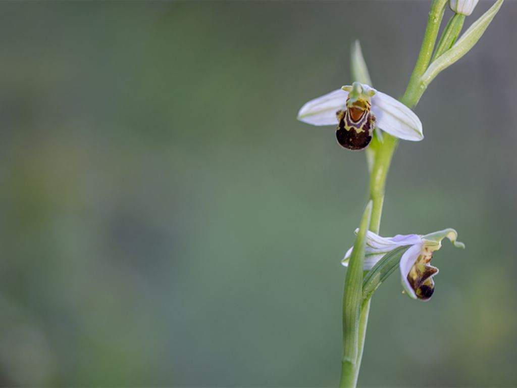 da determinare Ofride apifera?